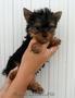 .Catelusii Yorkshire Terrier vaccinati si deparazitati