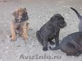 vand catei cane corso cu pedigree