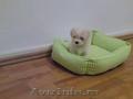 Vindem pui bichon maltese talia mini din crescatorie proprie