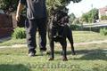 Cane Corso de vanzare,  catei de rasa pura,  baieti si fetite