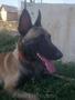 OFER PT MONTA  MASCUL CIOBANESC BELGIAN MALINOIS CU 