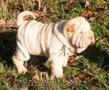 crescator vand pui shar pei