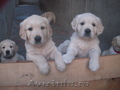 Vand Golden Retriever