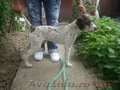 Vand caine Lagotto ptr culesul trufelor