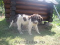 Vand pui LAGOTTO ROMAGNOLO 