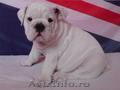 Vand pui Bulldog Englez superb! 