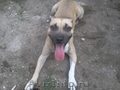 Pitbull URGENT