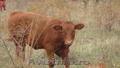 Vand vitele de carne rasa Charolais si Limousin