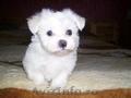 vand bichon maltez mini toy alb imaculat 