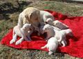 Catei  de Labrador Retriever Auriu