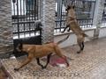 vand catei ciobanesc belgian malinois cu pedigree!