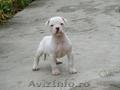 Vand catei bulldog american