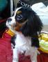 catelusa rasa cavalier king charles spaniel, talie mica