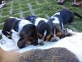 vand catei basset hound  masculi si femele