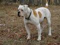 Vand mascul bulldog american in varsta de 2,  5 ani