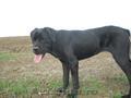 vind femela cane corso, virsta 7 luni si 2 saptamini 