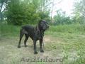 Vand catei cane corso 