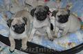 Crescator,  vand catelusi Mops Pug Carlino