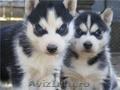 Husky Siberian de vanzare,  catei 100 % rasa pura