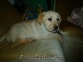 Labrador Retriever plin de viata 