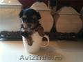 vand un puisor(mascul) rasa yorkshire terrier toy 