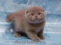 Vand Scottish fold cu pedigree,  rasa pura