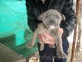 Vand pui pitbull Blue Tigrat