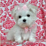 vand bichon maltese mini toy alb imaculat