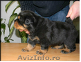 pui rottweiler de vanzare - cu pedigree -