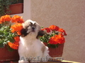 vand shih tzu deosebiti