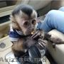 maimuțe capucine dresate în casă care își caută copiii acasă