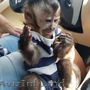 pui de maimuțe capucin dresate care caută o nouă familie